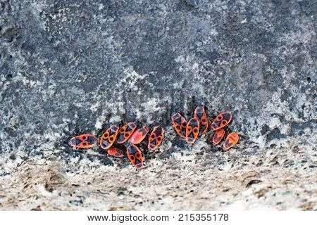 Clumps of firebug on a stone in the summer