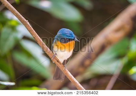 Bird (tickell's Blue Flycatcher) In Nature Wild