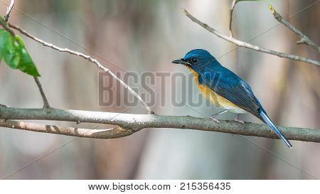 Bird (tickell's Blue Flycatcher) In Nature Wild