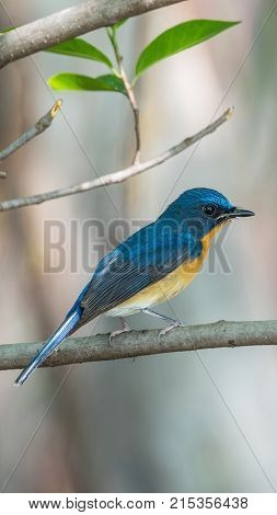 Bird (tickell's Blue Flycatcher) In Nature Wild