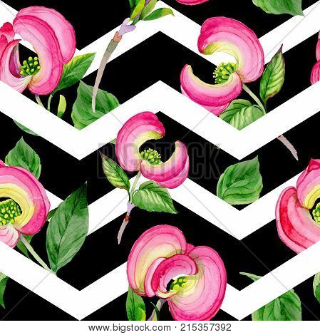 Wildflower cornos Florida flower pattern in a watercolor style. Full name of the plant: cornos. Aquarelle wild flower for background, texture, wrapper pattern, frame or border.
