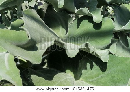 leaf of kalanchoe beharensis background plant structure design pattern