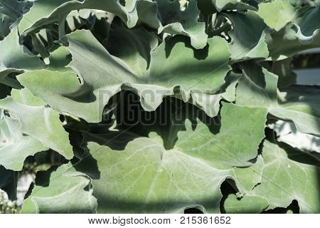 leaf of kalanchoe beharensis background plant structure design pattern