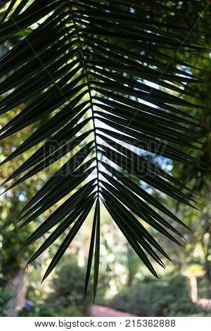 leaf of phoenix dactylifera palm tree from north africa design