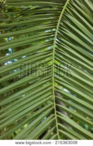 leaf of phoenix dactylifera palm tree from north africa design