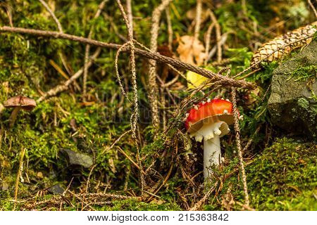 Death cup / Death cup / mushroom
