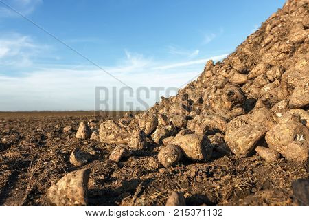 Sugar Beet Harvest, Sugar Beet Pile, Harvest.