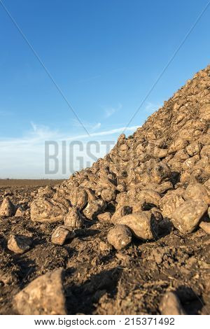 Sugar Beet Harvest, Sugar Beet Pile, Harvest.