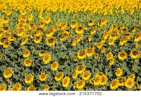 Sunflowers field near Arles in Provence France