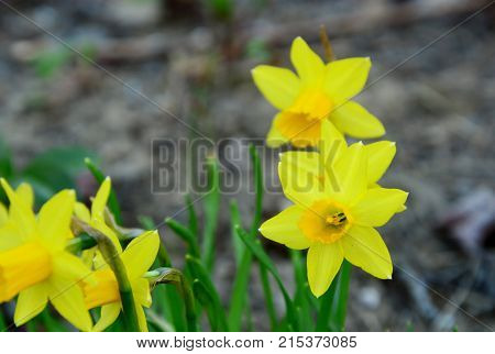 close up from Narcis Yellow Sun or Narcissus