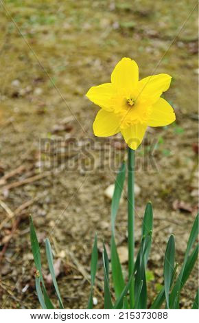 close up from Narcis Yellow Sun or Narcissus