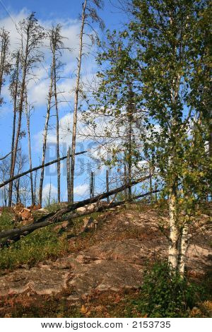 Efter den vilde brand