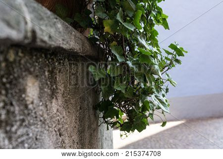 green shrub plant on stone wall in summer daylight v iew