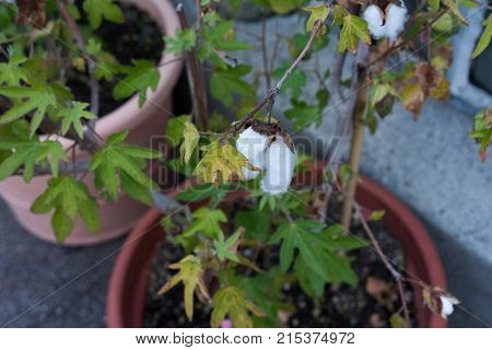 cotton plant in ton pot top view with leaf and flower bud