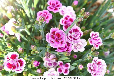 Dianthus caryophyllus Pink Kisses in the garden with sun light