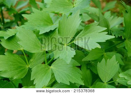 close up from fresh lovage in the forrest