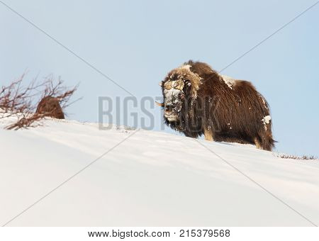 Male musk ox standing in the mountains of Dovrefjell in tough winter conditions in Norway