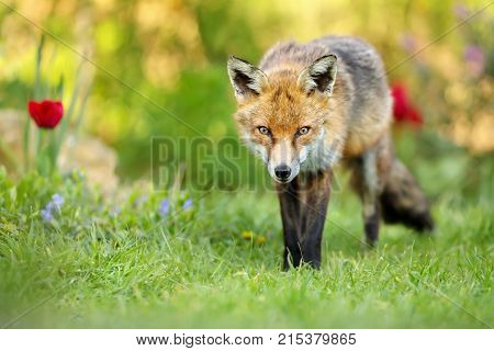 Close up of red fox standing on the grass in the garden with spring flowers, UK.