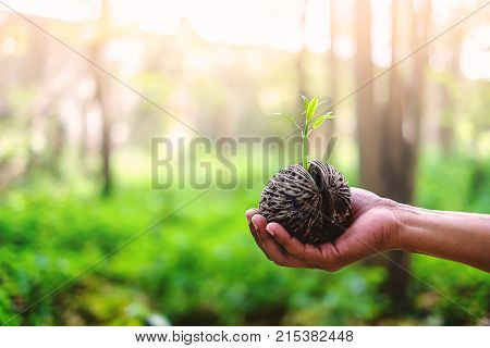 Hand holding green sprout growing from Cerbera odollam seed on blurred natural background and soft tone