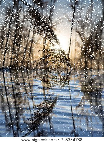 snowing on the lake with reeds at sunset .