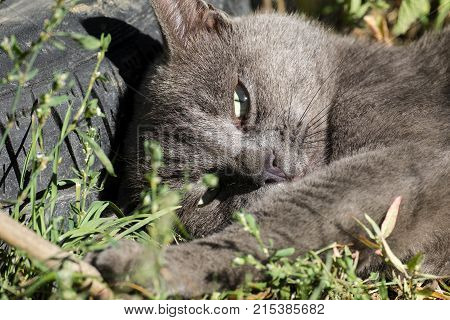 Beautiful ashen cat opened his green eyes (Russian Blue)