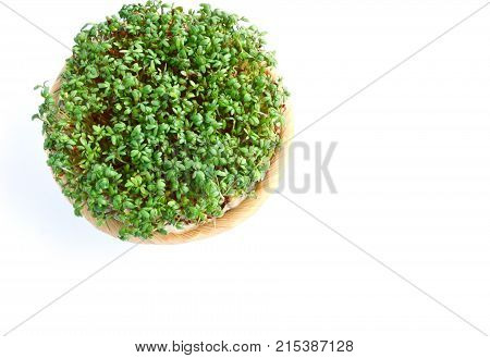 Garden cress or cress (Lepidium sativum) growing in basket with white background