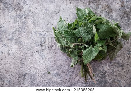 Melissa Plant. Lemon Balm In The Garden. Herb Plant In The Wild Nature.