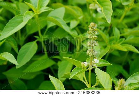 Many Thai basil (Thai name is horapha) in the garden with full frame