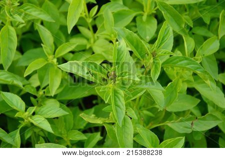 Many Thai basil (Thai name is horapha) in the garden with full frame