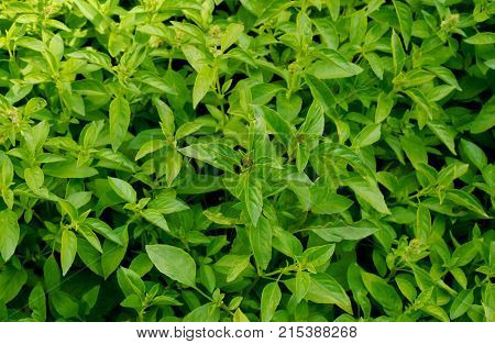Many Thai basil (Thai name is horapha) in the garden with full fram