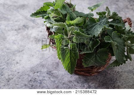 Melissa Plant. Lemon Balm In The Garden. Herb Plant In The Wild Nature.