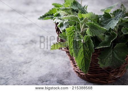 Melissa Plant. Lemon Balm In The Garden. Herb Plant In The Wild Nature.