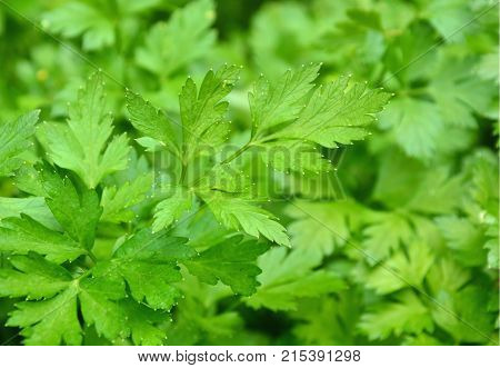 Many fresh Petersilie, parsley or Glatte Petersilie on field