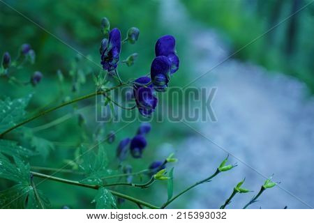 Beautiful purple Aconitum napellus blossoms in the forest