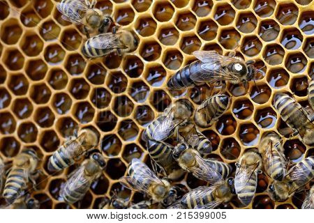 Bees inside a beehive with the queen bee in the middle