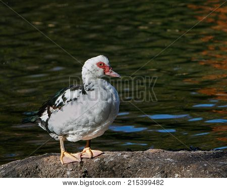 Muscovy Duck 