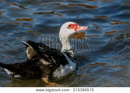 Muscovy Duck looking to get fed by humans.