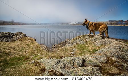 Wet German Shepherd Dog Standing By Quidi Vidi Lake
