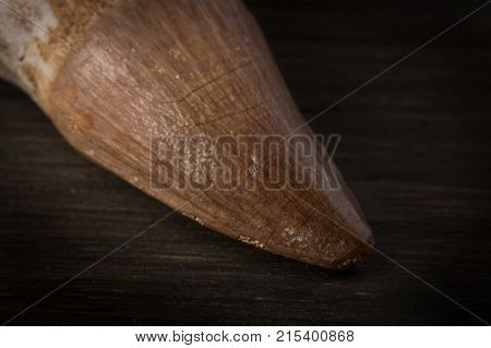 Fossil Mosasaur Tooth On Wood Background With Root