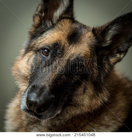German Shepherd Dog Looking At Camera