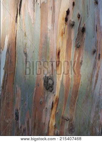 Approach To Old Tree Trunk, Backdrop For Announcements Of Felling Of Trees And Protection To The Env