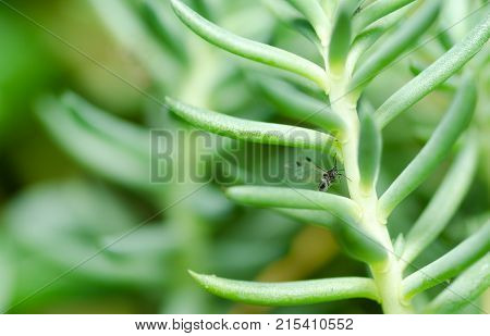 Ant. Flying ant with wings on the green plant in nature close up