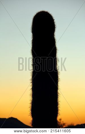 Silhouette of a Saguaro with the Sky as Copy Space