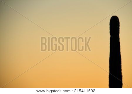 Silhouette of a Saguaro with the Sky as Copy Space