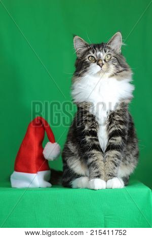 a kitten Maine Coon gray tiger with a white neck and a proud and majestic look while sitting next to a Santa hat on a green background