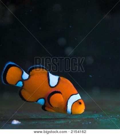 Clown_Fish