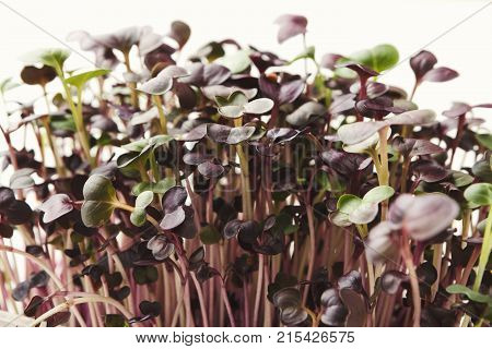 Fresh micro greens closeup isolated at white background. Growing redish sprouts for healthy salad. Eating right, stay young and modern restaurant cuisine concept