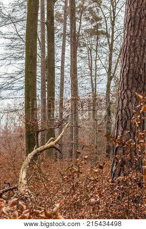 Fallen brown leaves and dry grass in the middle of the forest