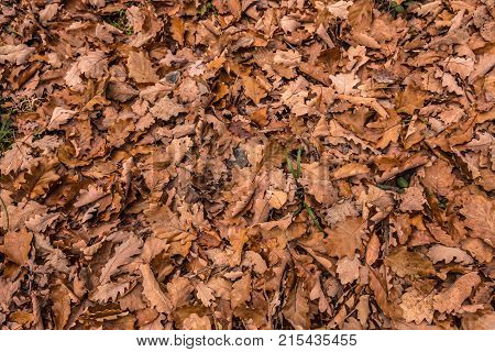 Fallen brown leaves in the middle of the forest