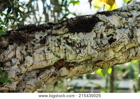tree trunk and leaves of rhipsalis baccifera cactus also known as Spaghetti cactus cactaceae